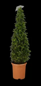 taxus baccata (50- 60 cm) - afbeelding 1