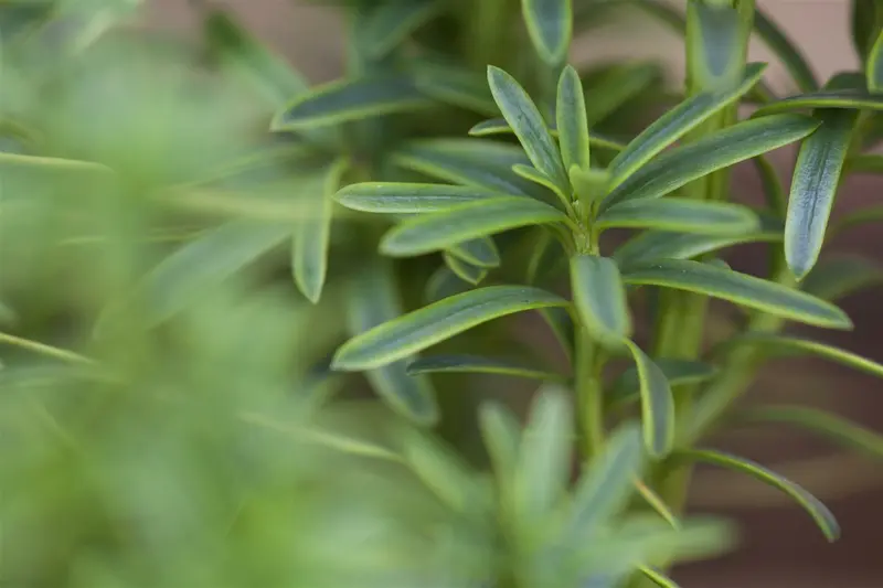 Taxus baccata 'David' 120-140   KLUIT - afbeelding 4