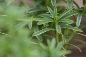 Taxus baccata 'David' 120-140   KLUIT - afbeelding 4