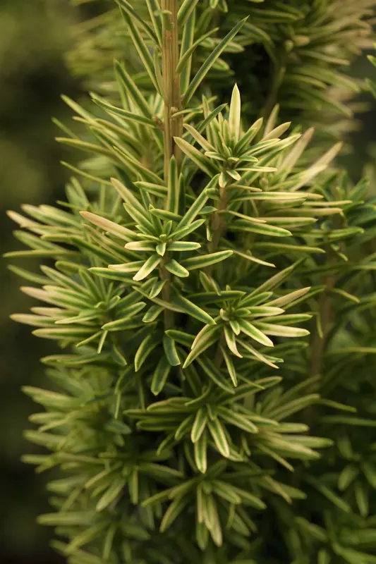 taxus baccata 'david' (200-225 cm) - afbeelding 4