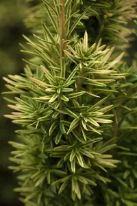 taxus baccata 'david' (200-225 cm) - afbeelding 4