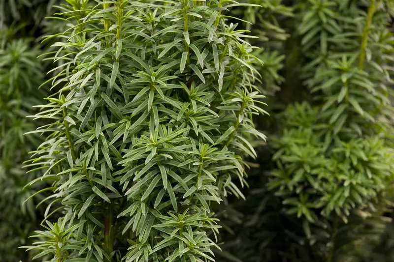 taxus baccata 'david' (200-225 cm) - afbeelding 5