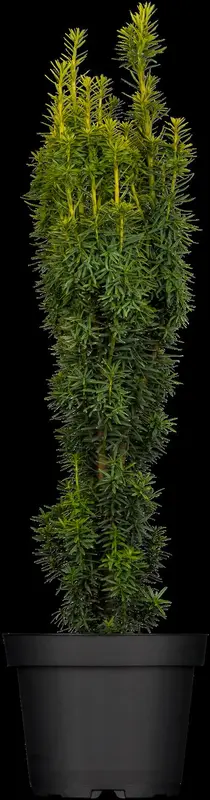 taxus baccata 'david' (200-225 cm) - afbeelding 3
