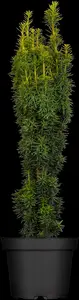 taxus baccata 'david' (200-225 cm) - afbeelding 3