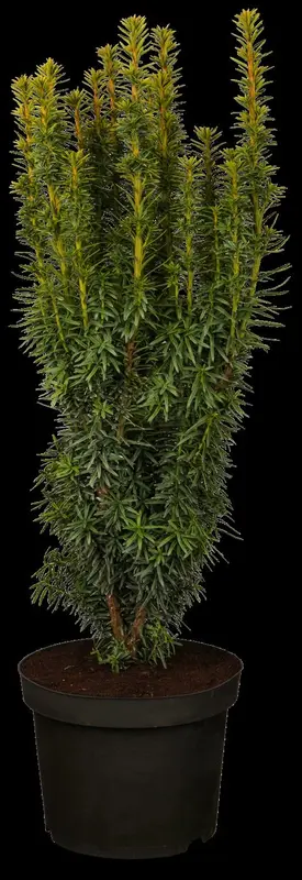 taxus baccata 'david' (200-225 cm) - afbeelding 1
