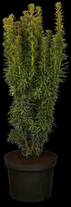 taxus baccata 'david' (200-225 cm) - afbeelding 5