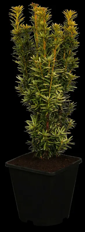 taxus baccata 'david' (200-225 cm) - afbeelding 2