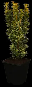taxus baccata 'david' (200-225 cm) - afbeelding 2