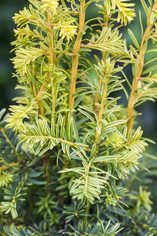 taxus baccata 'dovastonii aurea' (60- 80 cm) - afbeelding 1