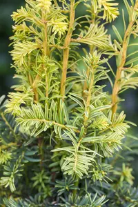 taxus baccata 'dovastonii aurea' (60- 80 cm) - afbeelding 5