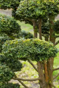 taxus baccata 'dovastonii aurea' (60- 80 cm) - afbeelding 4