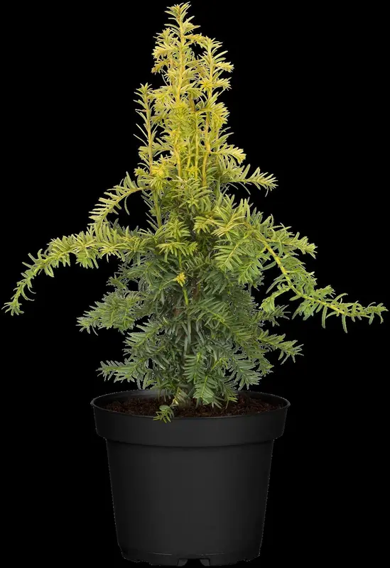 taxus baccata 'dovastonii aurea' (60- 80 cm) - afbeelding 2