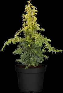 taxus baccata 'dovastonii aurea' (60- 80 cm) - afbeelding 2