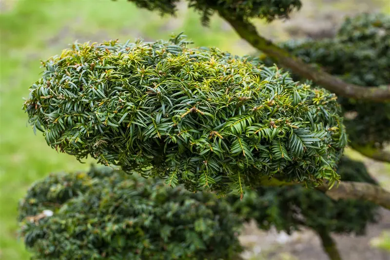 taxus baccata 'dovastonii aurea' (60- 80 cm) - afbeelding 3
