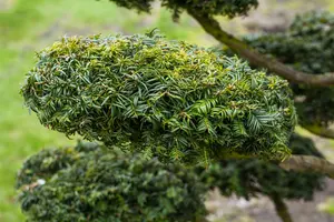 taxus baccata 'dovastonii aurea' (60- 80 cm) - afbeelding 3