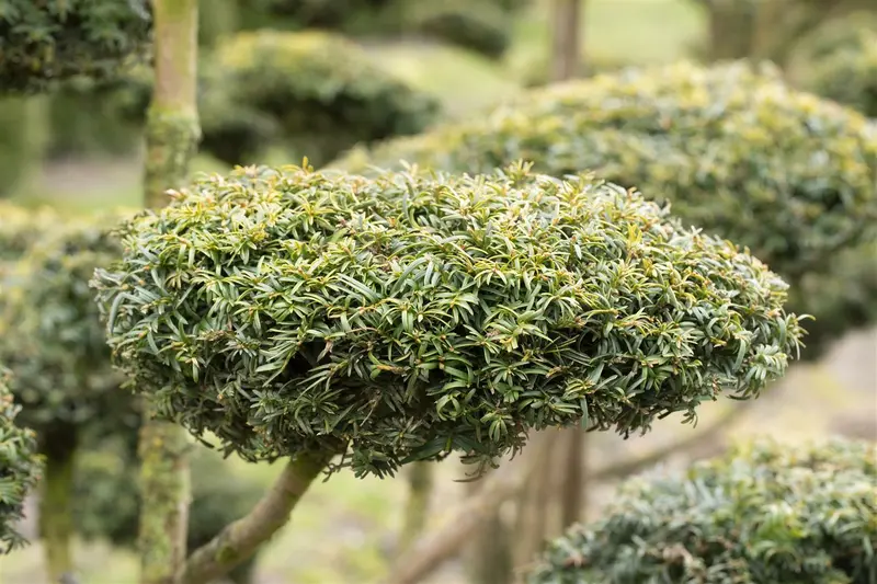 taxus baccata 'dovastonii aurea' (60- 80 cm) - afbeelding 5