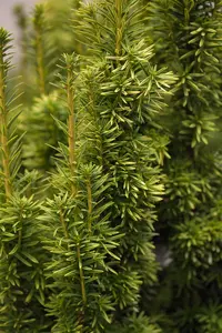 taxus baccata 'fast. aurea' (180-200 cm) - afbeelding 3