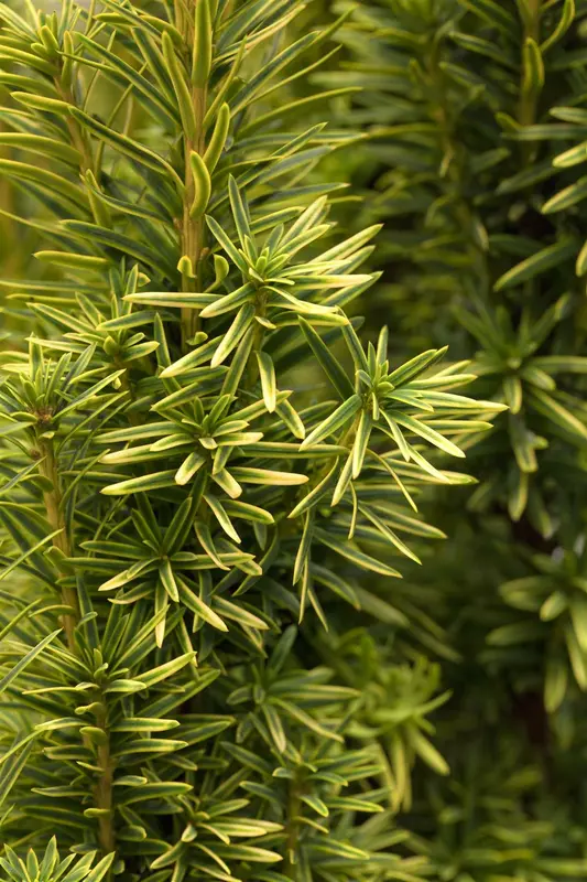 taxus baccata 'fast. aurea' (180-200 cm) - afbeelding 4