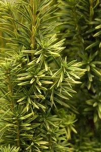 taxus baccata 'fast. aurea' (180-200 cm) - afbeelding 4