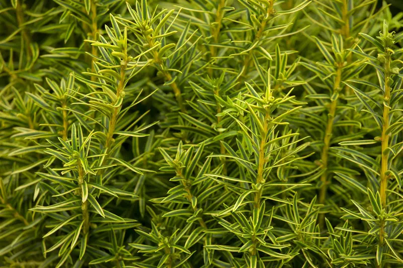 taxus baccata 'fast. aurea' (180-200 cm) - afbeelding 5