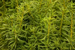 taxus baccata 'fast. aurea' (180-200 cm) - afbeelding 5