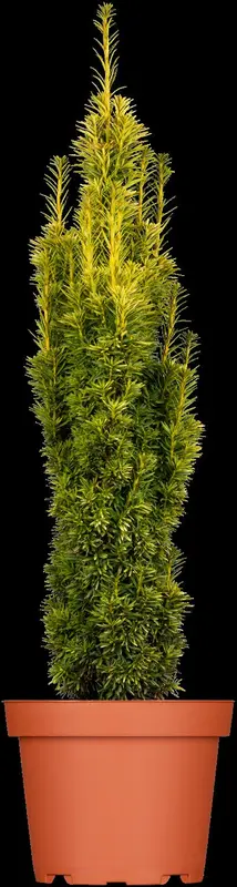 taxus baccata 'fast. aurea' (180-200 cm) - afbeelding 2