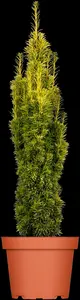 taxus baccata 'fast. aurea' (180-200 cm) - afbeelding 2