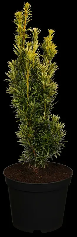 taxus baccata 'fast. aurea' (180-200 cm) - afbeelding 1