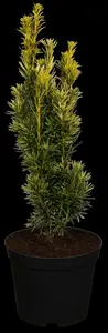 taxus baccata 'fast. aurea' (180-200 cm) - afbeelding 5