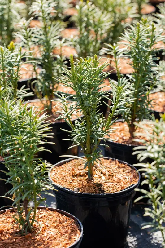 Taxus baccata 'Fast. Aurea' 180-200   DKL - afbeelding 4