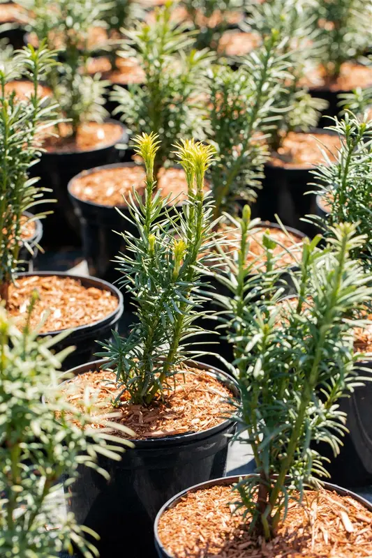 Taxus baccata 'Fast. Aurea' 180-200   DKL - afbeelding 5