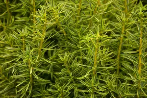Taxus baccata 'Fast. Aurea' 70- 80   KLUIT - afbeelding 3