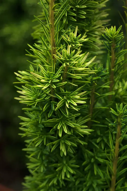 Taxus baccata 'Fast. David' 180-200   C280 - afbeelding 3