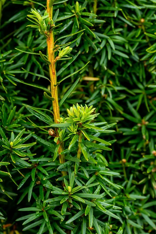 Taxus baccata 'Fast. David' 50- 60   C11 - afbeelding 5