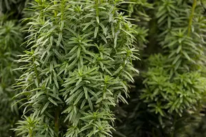 Taxus baccata 'Fast. David' 50- 60   C11 - afbeelding 2