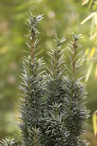 Taxus baccata 'Fast. Robusta' 120-140   C20 - afbeelding 5