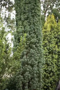 taxus baccata 'fast. robusta' (120-140 cm) - afbeelding 3