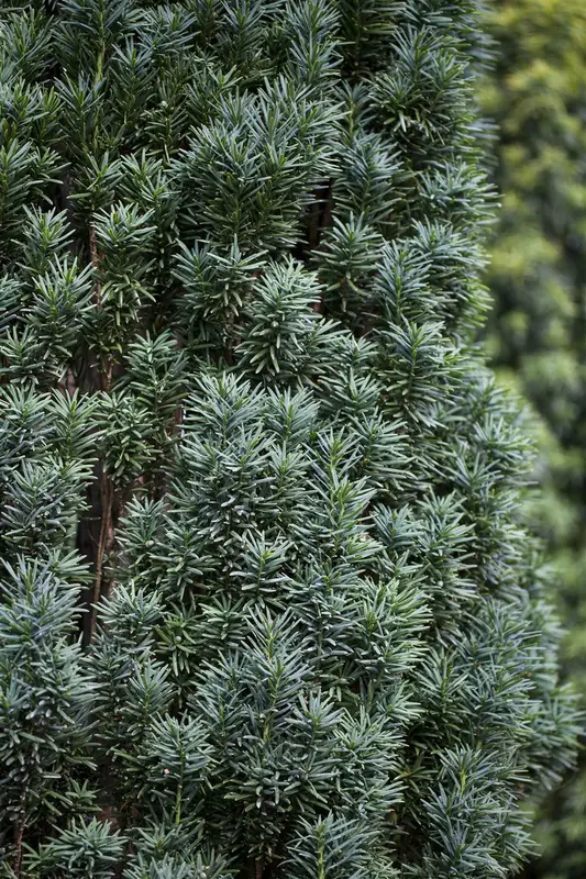 taxus baccata 'fast. robusta' (120-140 cm) - afbeelding 4