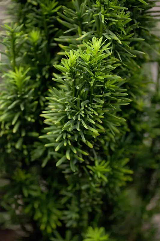 taxus baccata 'fast. robusta' (120-140 cm) - afbeelding 5