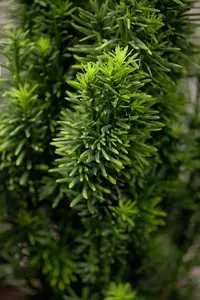 taxus baccata 'fast. robusta' (120-140 cm) - afbeelding 5