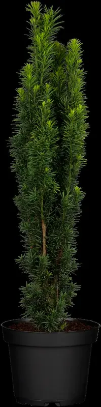 taxus baccata 'fast. robusta' (120-140 cm) - afbeelding 2