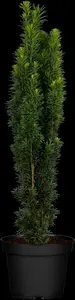taxus baccata 'fast. robusta' (120-140 cm) - afbeelding 2