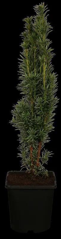 taxus baccata 'fast. robusta' (120-140 cm) - afbeelding 1
