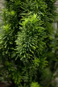 Taxus baccata 'Fast. Robusta' 140-160   C35 - afbeelding 3