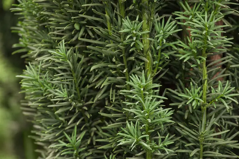 Taxus baccata 'Fast. Robusta' 140-160   C35 - afbeelding 4