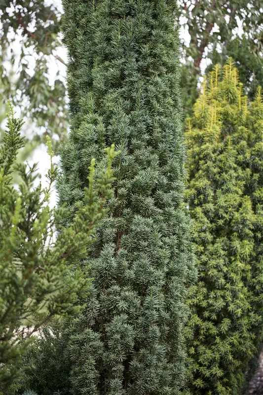 Taxus baccata 'Fast. Robusta' 140-160   KLUIT - afbeelding 1