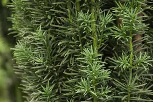 Taxus baccata 'Fast. Robusta' 160-180   KLUIT - afbeelding 4