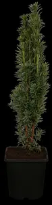 taxus baccata 'fast. robusta' (80-100 cm) - afbeelding 5