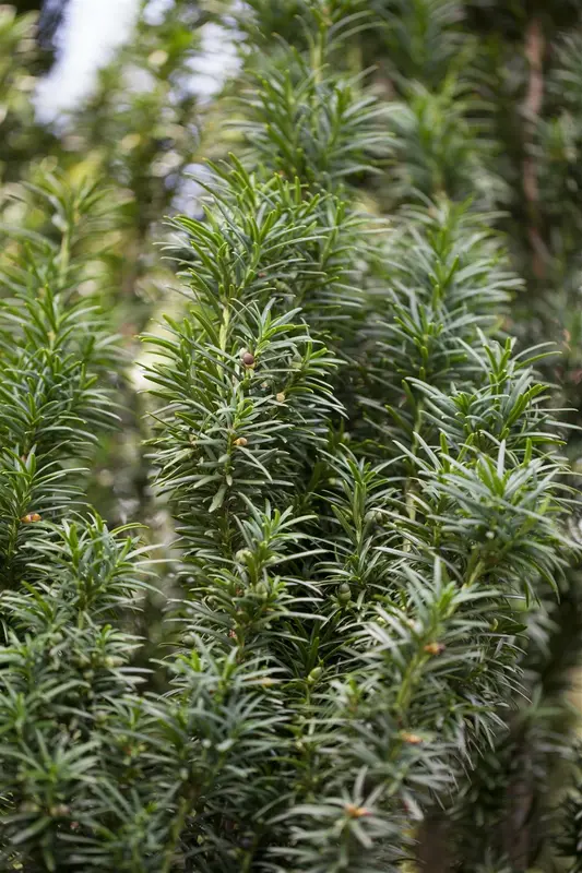 Taxus baccata 'Fastigiata' 90-100   C18 - afbeelding 1