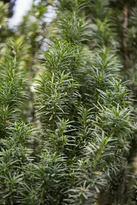 Taxus baccata 'Fastigiata' 90-100   C18